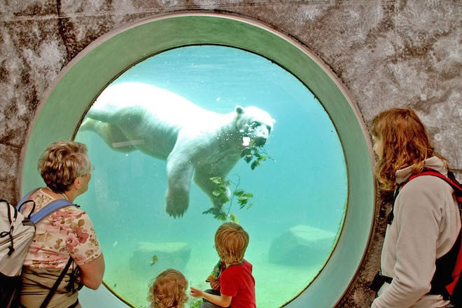 Die drei Eisbären Vitus, Nika und Larissa gehören zu den Publikumslieblingen des Karlsruher Zoos. Foto: djd/Stadt Karlsruhe